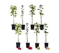 Plant in a Box - Alberi da frutto - Set di 8 - Melo, Ciliegio, Pero e Susino - Altezza 60-70cm - Vaso 9cm - Piante resistenti al freddo per giardino, terrazzo e balcone