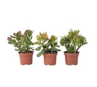 Plant in a Box - Albero dei soldi - Set da 3 - Crassula ovata Minor, Hobbit, Sunset - Altezza 10-25 cm - Vaso 12 cm - Piante grasse - Piante da interno