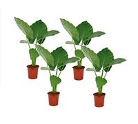 Plant in a Box - Alocasia macrorrhizos - Orecchio di elefante - Set di 4 - Vaso 17cm - Altezza 60-70cm