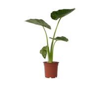Plant in a Box - Alocasia macrorrhizos - Orecchio di elefante - Vaso 17cm - Altezza 60-70cm