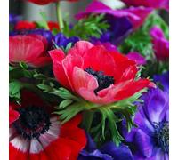 Plant in a Box - Anemoni di Caen x30 - Anemoni di Caen - Bulbi di Anemoni Rustici