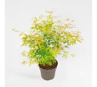 Plant in a Box - Ao giapponese 'Orange Lace' - Ao giapponese A - Bellissimi colori vivaci - Vaso 19 - Altezza 60-70cm