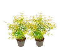 Plant in a Box - Ao giapponese 'Orange Lace' - Set de 2 - Ao giapponese A - Bellissimi colori vivaci - Vaso 19 - Altezza 60-70cm