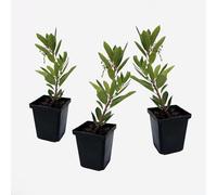 Plant in a Box - Arbutus Unedo - Pianta di corbezzolo - Set di 3 - Vaso 9cm - Altezza 25-40cm