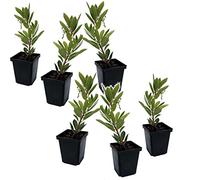 Plant in a Box - Arbutus Unedo - Pianta di corbezzolo - Set di 6 - Vaso 9cm - Altezza 25-40cm