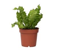 Plant in a Box - Asplenium nidus - Onda croccante - Felce - Vaso 12cm - Altezza 25-40cm
