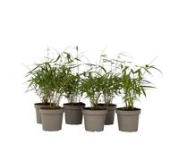 Plant in a Box - Bambù Rosso Ornamentale - Set di 18 - Fargesia scabrida 'Asian Wonder' - Altezza 25-40cm - Vaso 13cm - Sempreverde e Non Invasivo - Ideale per Siepi o Vasi - Pianta Asiatica Elegante