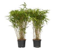 Plant in a Box - Bambù - Set di 2 - Fargesia nitida ‘Gansu’ - Altezza 50-70cm - Vaso 17cm - Bamboo ornamentale sempreverde - Pianta da giardino resistente al freddo - Ideale per siepi e vasi