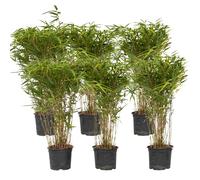 Plant in a Box - Bambù - Set di 6 - Fargesia nitida ‘Gansu’ - Altezza 50-70cm - Vaso 17cm - Bamboo ornamentale sempreverde - Pianta da giardino resistente al freddo - Ideale per siepi e vasi