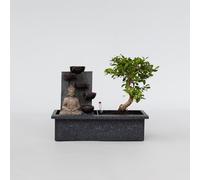 Plant in a Box - Bonsai con sistema d'acqua facile da curare e cascata che scorre sopra la figura di Buddha - Pianta d'appartamento - Altezza 25-35cm