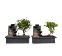 Plant in a Box - Bonsai con sistema d'acqua facile da curare e cascata che scorre sopra la figura di Buddha - Set di 2 - Pianta d'appartamento - Altezza 25-35cm