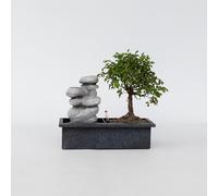 Plant in a Box - Bonsai con sistema idrico di facile manutenzione e cascata su pietre Zen - Pianta d'appartamento - Altezza 25-35cm