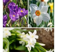 Plant in a Box - Box Giardino Ombreggiato - 50 bulbi per zone d’ombra e mezz’ombra - Mix di fioriture primaverili con chionodoxa, crocus & narciso - Facile da curare & perenne