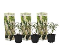 Plant in a Box - Buddleja bianca - Set di 3 - arbusto per farfalle Resistente all'inverno per il giardino - Vaso 9cm - Altezza 25-40cm