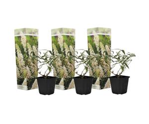 Plant in a Box - Buddleja bianca - Set di 3 - arbusto per farfalle Resistente all'inverno per il giardino - Vaso 9cm - Altezza 25-40cm