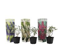 Plant in a Box - Buddleja Davidii Mix - 3 diversi cespugli di farfalle - Viola, lilla, bianco - Vaso 9cm - Altezza 25-40cm