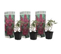 Plant in a Box - Buddleja Rosa - Set di 3 - Cespuglio di farfalle Resistente all'inverno per il giardino - Vaso 9cm - Altezza 25-40cm