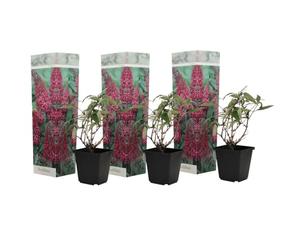 Plant in a Box - Buddleja Rosa - Set di 3 - Cespuglio di farfalle Resistente all'inverno per il giardino - Vaso 9cm - Altezza 25-40cm