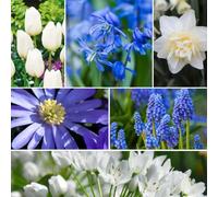Plant in a Box - Bulb Garden Blu - 125x Miscela di Bulbi - Narciso, Scilla, Allium, Anemone, Giacinto e Tulipano - Bulbi da Fiore per Giardino, Terrazza o Balcone