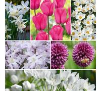 Plant in a Box - Bulb Garden Rosa - 125x Miscela di Bulbi - Narciso, Allium, Crocus, Tulipano - Bulbi da Fiore per Giardino, Terrazza o Balcone