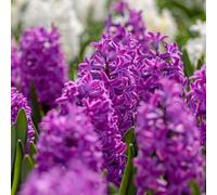 Plant in a Box - Bulbi di giacinti - Set di 10 - Hyacinthus 'Purple Voice' - Viola intenso - Profumati - Fioritura in primavera - Per giardino e vaso