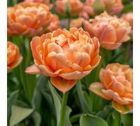 Plant in a Box - Bulbi di tulipano - 15 Pezzi - Tulipa 'Copper Image' - Bulbi di fiori