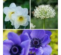 Plant in a Box - Bulbi - Set da 30 pezzi - Anemone, Allium, Narciso - Fiori primaverili per giardino & aiuola - Facili da curare & perenni