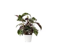 Plant in a Box - Calathea Fusion White - Vaso 14cm - Altezza 30-40cm - Pianta d'appartamento che purifica l'aria - Belle foglie