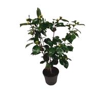 Plant in a Box - Camellia japonica 'Bonomiana' - Rosa giapponese - Pianta di camelia rustica - Vaso 15cm - Altezza 50-60cm