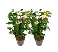 Plant in a Box - Camellia japonica 'Bonomiana' - Set di 2 - Rosa giapponese - Pianta di camelia rustica - Vaso 15cm - Altezza 50-60cm
