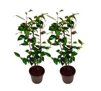 Plant in a Box - Camellia japonica 'Brushfield's Yellow' - Set di 2 - Rosa giapponese - Pianta di camelia rustica - Vaso 15cm - Altezza 50-60cm