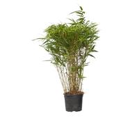 Plant in a Box - Cespugli di bambù - Fargesia nitida 'Gansu' - Altezza 50-70cm - Vaso 17cm - Bambù non invasivo - Verde