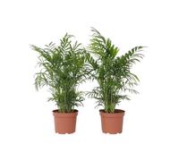 Plant in a Box - Chamaedorea elegans - Palma da salotto - Véritable plante d'intérieur - set di 2 - Pot de 17cm - Hauteur de 50-60cm