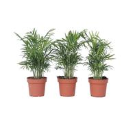 Plant in a Box - Chamaedorea elegans - Set di 3 - piante da appartamento - Vaso 12cm - Altezza 30-40cm - palma nana