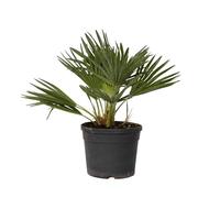Plant in a Box - Chamaerops 'Vulcano' - Perenne - Palma nana - Pianta da giardino - Vaso 19cm - Altezza 35-45cm
