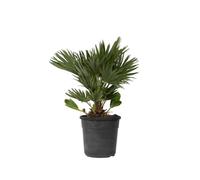 Plant in a Box - Chamaerops 'Vulcano' - Perenne - Palma nana - Pianta da giardino - Vaso 19cm - Altezza 45-55cm