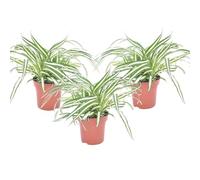 Plant in a Box - Chlorophytum comosum 'Atlantic' - Giglio d'erba - Set di 3 - Vaso 12cm - Altezza 25-40cm