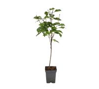Plant in a Box - Ciliegio - Prunus avium 'Stella' - Altezza 90-110cm - Vaso 23cm - Albero da frutto resistente al freddo - Ciliegia dolce