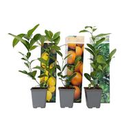 Plant in a Box - Citrus Mix - Alberi di agrumi - Limone, Lime, Arancia - Set di 3 - Vaso 9cm - Altezza 25-40cm
