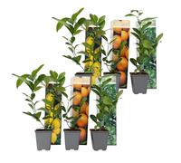 Plant in a Box - Citrus Mix - Alberi di agrumi - Set di 6 - Vaso 9cm - Altezza 25-40cm