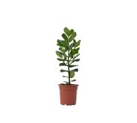 Plant in a Box - Clusia rosea Princess - Pianta d'appartamento - Vaso 17cm - Altezza 50-60cm - Pianta d'appartamento che purifica l'aria