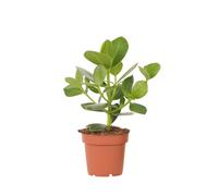 Plant in a Box - Clusia rosea Princess - Vaso 12cm - Altezza 25-35cm - Piante d'appartamento che purificano l'aria