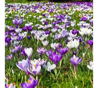 Plant in a Box - Crocus Miscela a fioritura grande - Bulbi da fiore x30 - Croco - Viola/Giallo