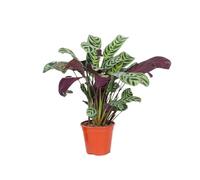 Plant in a Box - Ctenanthe Burle-Marxii - Piante da appartamento - Vaso 12cm - Altezza 25-40cm