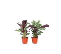 Plant in a Box - Ctenanthe Burle-Marxii - Set di 2 - Piante da appartamento - Vaso 12cm - Altezza 25-40cm