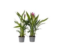 Plant in a Box - Curcuma 'Al Siam S' - Set di 2 - Vaso 13cm - Altezza 40-60cm - Piante da interno di curcuma - Fioritura