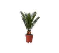 Plant in a Box - Cycas Revoluta - Palma di Sago - Altezza 45-60cm - Vaso 15cm - Palma felce - Pianta Tropicale Ornamentale da Interno o Terrazza - Facile da Curare