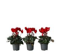 Plant in a Box - Cyclamen persicum 'Winfall Scarlet' - Set da 3 - Ciclamino persiano - Vaso 9 cm - Altezza 10-20cm