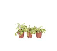 Plant in a Box - Dionaea Muscipula - Trappola di Venere - Set da 6 - Pianta carnivora - Pianta d'appartamento - Vaso 5,5cm - Altezza 5-10 cm