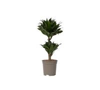 Plant in a Box - Dracaena deremensis 'Compacta' - Albero del drago - Dracena - Pianta d'appartamento - ⌀ 17 cm - Altezza da 50 a 65 cm